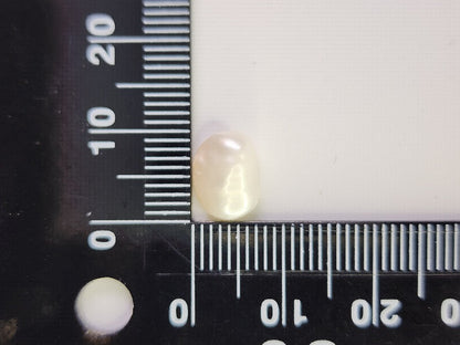 【500円均一】11/24正午まで　淡水パール（穴あき）　2.54ct　2